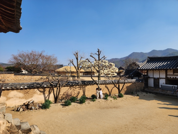 양진당 마당에 핀 목련