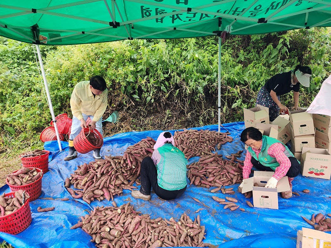 새마을남녀지도자 고구마 수확