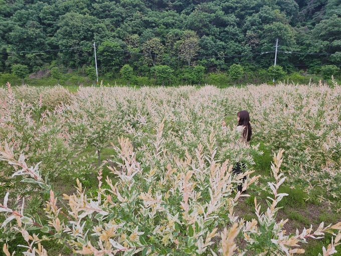 삼색버드나무