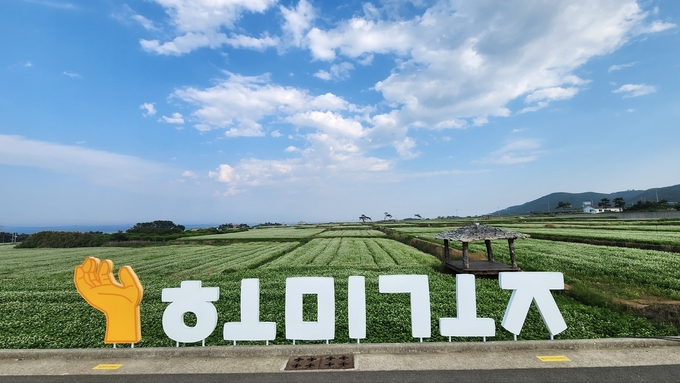 호미반도 경관농업 단지 메밀꽃 전경