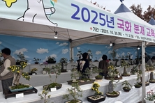 경산시, 국화분재 작품 전시회 개최